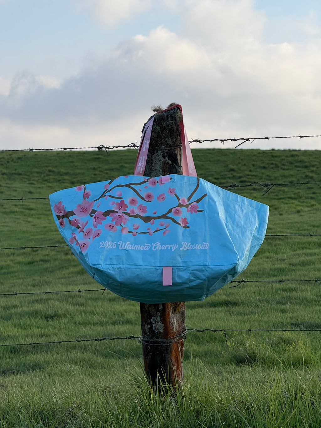 BOMBUCHA X Akau Ohana | Sky Blue Waimea Cherry Blossom